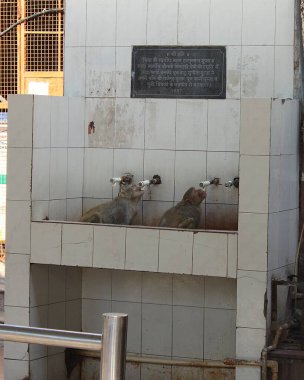 Yeni Delhi, Hindistan - 7 Mart 2019: Bir çift Rhesus macaque maymunu lavaboda çömelip su yudumluyorlar..