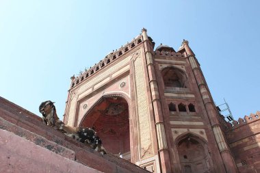Fatehpur Sikri, Agra, Uttar Pradesh, Hindistan - 10 Mart 2019: Buland Darwaza ya da zaferin kapısı Jama Masjid 'in ana girişi olarak hareket ediyor. Keçi dik merdivenlerde dinleniyor..