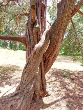 Yazın güneşli bir günde Macaristan 'ın Gdll Kraliyet Sarayı' nda ağaç gövdeleri birbirine dolandı. Takım çalışması kavramı, birlikte güçlü, özel olun.