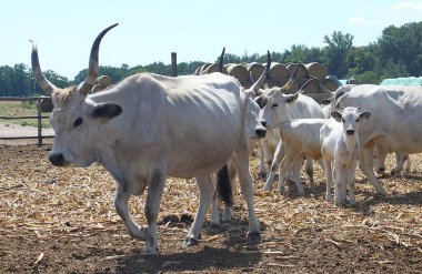 Bugac, Bacs-Kiskun, Macaristan - 7 Ağustos 2024: Macar Steppe Sığır Sürüsü içinde. Macar Gri (Macar Gri) ya da Macar Gri Steppe, bir sığır cinsidir. Güneşli yaz günü.