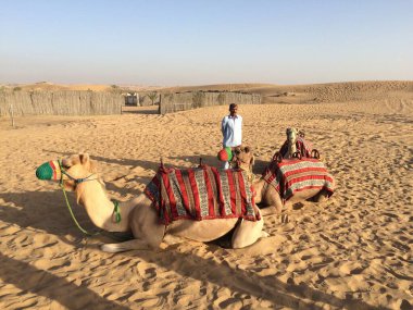 Dubai, Birleşik Arap Emirlikleri - 26 Mayıs 2017: Sadled Dromedary veya Arap devesi turistlerin Arap çölünde gezintiye çıkmasını bekliyor. Göğüs kafesinde yatan hayvanlar, güvenlik için namlu..