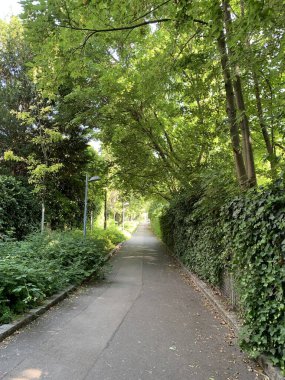 Büyük ağaçların altındaki parkta sonsuz bir yürüyüş yolunun dikey görüntüsü. Sokak lambaları asfalt sokağın sol tarafında. Her iki tarafta da çalılar ve sarmaşıklar var. Hiç kimse..