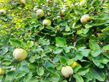 Ayva ağacı ya da olgun meyveli Cydonia sarışını kapat. Rosaceae ailesinin Malinae alt kabilesindeki Cydonia cinsinin üyesi. Aromatik şiir meyvesi, armuda benziyor. Yazın güneşli bir gün.