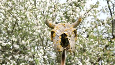 close-up of a mossy cow skull against the background of a blooming apple tree. The skull of a bull, a cloven-hoofed animal with horns. Items for witchcraft ritual, paganism