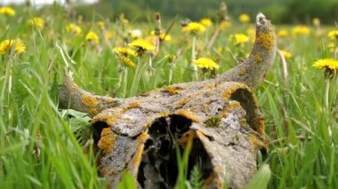A skull with the horns of an artiodactyl, a cow, a bull lies on a meadow in the grass with yellow flowers. Close-up of a skull with horns, remains of a large animal in the grass. 