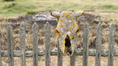 A cows skull is stuck on a wooden fence. The farmer hung the skull on the fence. Close-up of an animals skull. animal remains