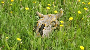 A skull with the horns of an artiodactyl, a cow, a bull lies on a meadow in the grass with yellow flowers. Close-up of a skull with horns, remains of a large animal in the grass
