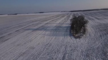 Karlı bir tarlada bir meşe ağacı yetişiyor. Kışın tarlada yapayalnız meşe ağacı. Meşe, kışın yapraksız ağaçlar. Tarlada bir orman adası. Tarım arazisindeki ağaçlar
