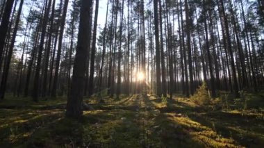 Çam ormanlarında güneşli bir sabah, ağaçlar arasında alçaktan hareket ediyor. Güneş ormandaki çam ağaçlarının arasından geçiyor. Yaz ormanında güneş ışığı