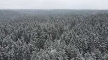Çam ağaçlarının çam ormanlarıyla kaplı olduğu havadan kış manzarası. Kar yağışı sırasında kış ormanının insansız hava aracı görüntüleri. Yüksek kalite 4k görüntü