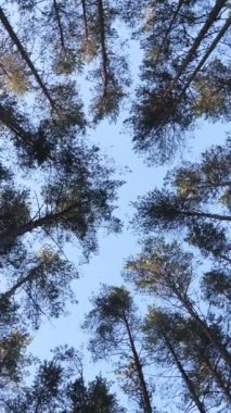 dikey video uzun çam ağaçlarının gövdeleri. Ormandaki çam ağaçlarının alt manzarası. Güneşli bir günde ormanda çam ağaçları
