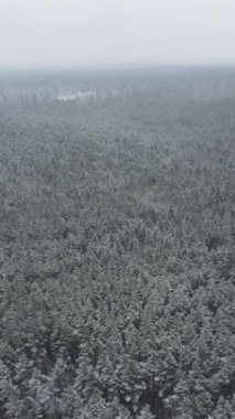 Kar yağışı sırasında sonsuz ladin ormanlarının dikey görüntüsü. Büyük karlı orman. İnsansız hava aracı ormanda uçuyor.