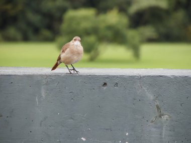 Kuş binanın çatısında oturuyor.
