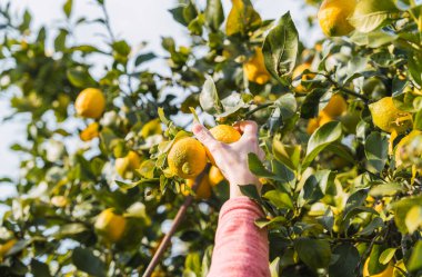 Güneşli bir günde yeşil yaprakların arasında olgun limon arayan bir kadının detaylı görüntüsü. Organik meyve üretiminde hasat sürecine ve doğayla olan bağlantıya odaklanır.