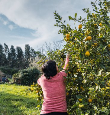 Siyah saçlı bir kadın, günlük pembe giysiler içinde, bahçesindeki bir ağaçtan olgun limon topluyor, ev hasadının özünü yakalıyor, kendine yetme ve doğayla olan bağlantısını yakalıyor.