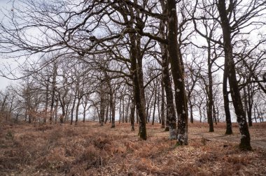 Ağaçlarla dolu bir tarla.