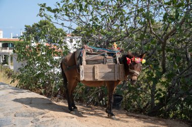 Sırtında at arabası olan bir eşek.