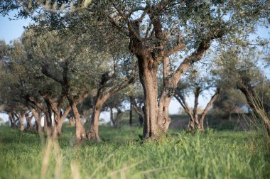 Bir zeytin ağacı tarlası ve uzun otlar.