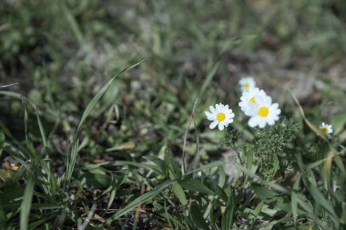 Bir tarlada bir çift beyaz papatya çiçeği