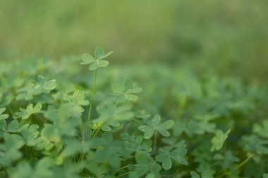 Ortasında tek bir yaprak olan yeşil bir bitki.