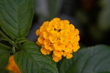 Arkasında yeşil yapraklar olan sarı bir çiçek.