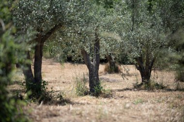 Ağaçların arasında duran bir zebra.
