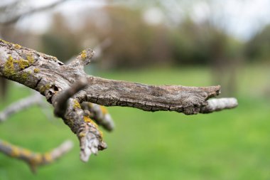 Bulanık bir arka planda yosun büyüyen bir dal.