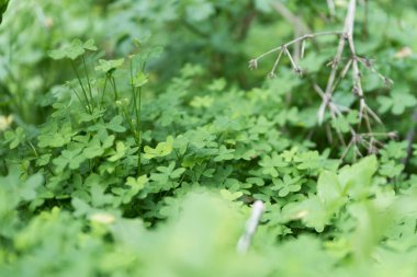 yeşil bitkiler ve ot