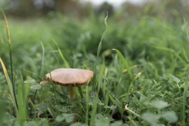 Çimlerin ortasında bir mantar.