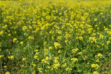 Arka planda mavi gökyüzü olan sarı çiçekli bir tarla.