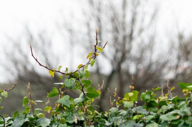 Bir ağacın dalında oturan bir kuş.