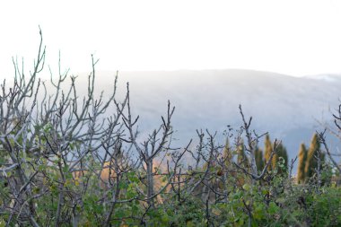 Dağlardaki bir ağaç dalında oturan bir kuş.