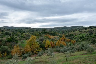 Ağaçlı ve yeşil çimenli bir tarla