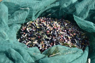 Yeşil bir çuvalda zeytin topladım.