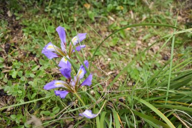 yeşil çimlerin üzerinde mor bir çiçek