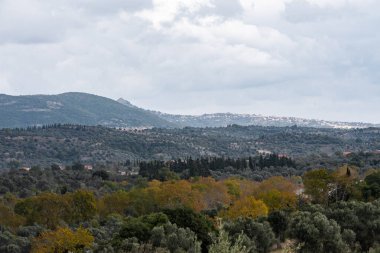 Yeşillik bir tarlada otlayan sığır sürüsü.
