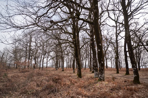 Ağaçlarla dolu bir tarla.