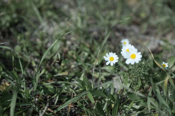 Bir tarlada bir çift beyaz papatya çiçeği
