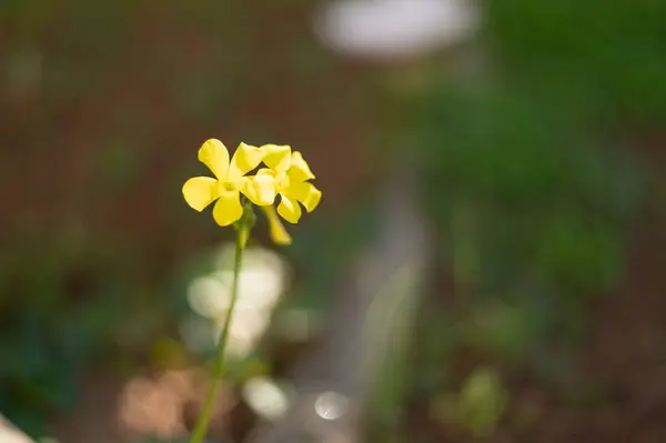 a yellow flower in a garden with a bench in the background