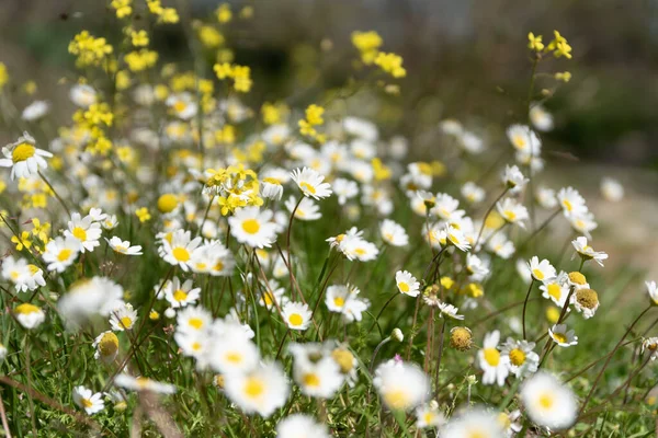Beyaz ve sarı papatya çiçekleri.
