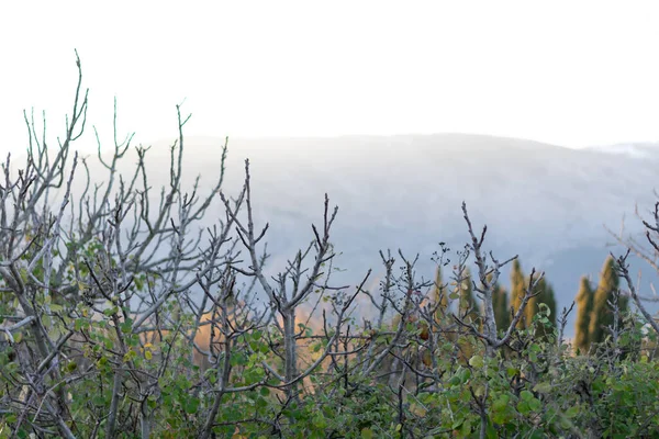 Dağlardaki bir ağaç dalında oturan bir kuş.