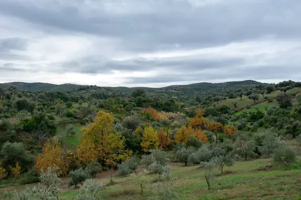 Ağaçlı ve yeşil çimenli bir tarla
