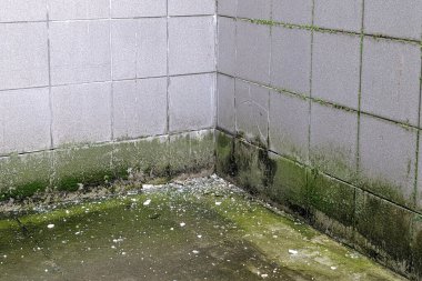 Bina duvarındaki su sızıntısından kaynaklanan hasar. Yağmur suyu duvardan aşağı akıyor ve dış tarafa zarar veriyor. Islak fayans duvarında ve beton kaldırımda büyüyen yeşil yosun..