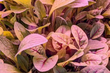 LED, bitki yetiştirmek için tam spektrumlu ışıklar üretiyor. Genç pancar bitkileri kapalı alanda dikey bitki çiftliğinde yetişir. Modern eko bitkileri yetiştirme ve bakım