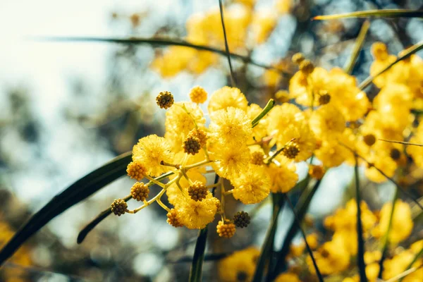 Blooming Mimosa Tree Close Yellow Mimosa Flowers Spring Nature Background — Stock Photo, Image
