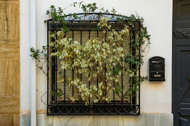 Yeşil bitkilerle kaplı dekoratif siyah demir parmaklıklı pencere. Pencerede büyüyen saksı çiçeği. Finestrat eski kasaba sokağı, Alicante ili, İspanya.