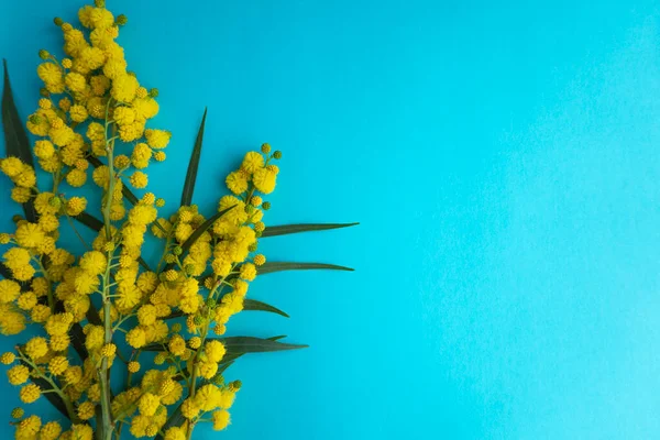 Açık Mavi Arkaplanda Sarı Çiçekli Akasya Dalı Mimosa Acacia Pycnantha — Stok fotoğraf