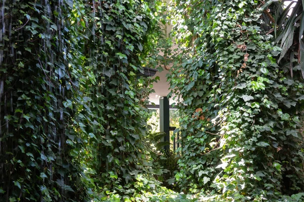 Pionowy Ogród Pomieszczeniach Żywa Zielona Ściana Wieloletnimi Pnączami Rośliny Wspinaczkowe — Zdjęcie stockowe
