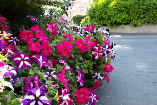 Modern design urban garden landscaping. Perennial ornamental shrubs, flowering plants, blooming petunias next to pedestrian path in the city on sunny day.