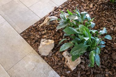 Yeşil ot, doğal kahverengi ağaç kabuğu gübresi ve yaya yolunun yanında dekoratif taşlar ile kaplıydı. Üst Manzara. Modern bahçe düzenleme tasarımı.